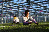 Photos Chine : la fili�re de la culture de l�gumes au Guizhou