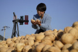 Photos Chine : r�colte des noix au Hebei
