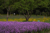 Photos Chine : champs de fleurs  Suqian