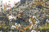 Photos : Travaux agricoles de printemps en Chine