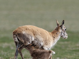 Photos Chine : antilopes tibtaines dans une rserve naturelle au Xizang