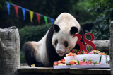 Photos Chine : le plus vieux panda g�ant captif du monde c�l�bre ses 38 ans