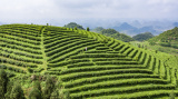 Photos Chine : r�colte de th� au Guizhou