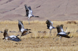 Photos Chine : grues  col noir dans une rserve naturelle au Tibet