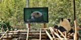 Un zoo offre une tl  un panda pour lutter contre sa dpression