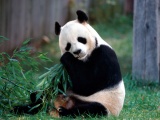 Manger de la viande de panda, monnaie courante durant l'antiquit ?