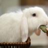 Photos Chine : un caf  lapins au Liaoning