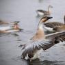 Photos Chine : oiseaux migrateurs  Shenyang
