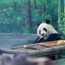 Photos Chine : rouverture de la maison des pandas gants dans un zoo  Tianjin