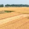 Photos Chine : rcolte du bl au Henan