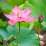 Photos : Fleurs de lotus en Chine