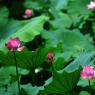 Photos : Fleurs de lotus en Chine