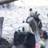 Photos Chine : anniversaire de pandas  Chongqing