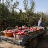 Photos Chine : rcolte de pommes d'Aksu au Xinjiang